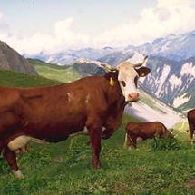 Abondance cows