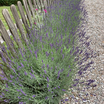 Lavender in the driveway